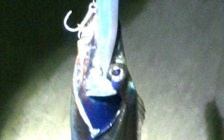 焼津港ワインドで太刀魚釣れました